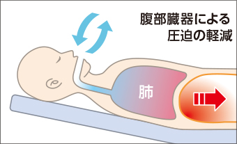 腹部臓器による圧迫の軽減の図