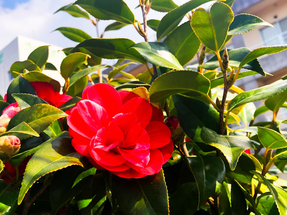 花の写真